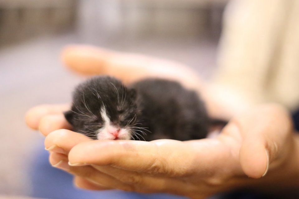 Bayi Kucing Kampung Baru Lahir